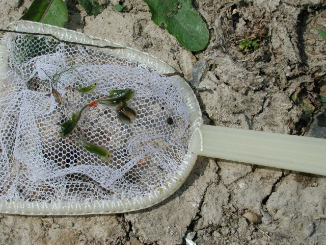 pict0004.jpg