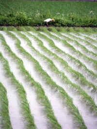 20040608PICT0081.jpg (114556 oCg)