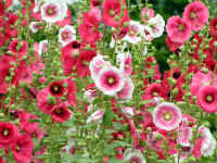 20040610PICT0006.jpg (192083 oCg)
