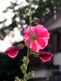 20040613PICT0054.jpg (72927 oCg)