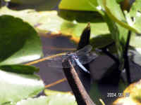 20040620PICT0020.jpg (121252 oCg)