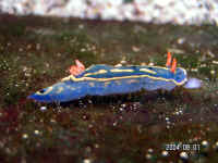20040801PICT0050.jpg (141250 oCg)