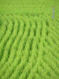 20040805PICT0066.jpg (120544 oCg)