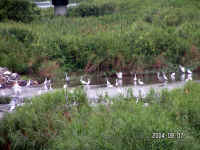 20040805PICT0079.jpg (205683 oCg)