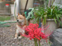 20040912PICT0002.jpg (131477 バイト)