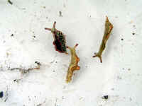 20040912PICT0013.jpg (124640 バイト)