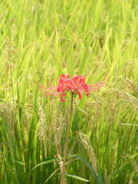 20040914PICT0008.jpg (114833 oCg)