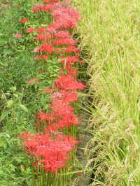 20040914PICT0009.jpg (202614 oCg)
