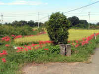 20040914PICT0012.jpg (199812 oCg)