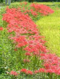 20040914PICT0020.jpg (186070 oCg)