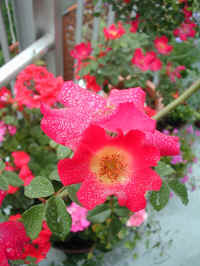 D20040503SCN0009.jpg (101197 oCg)