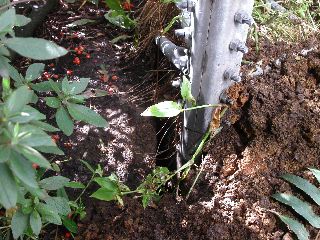 PICT0017.JPG