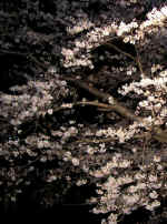 yuzajura20100402.jpg (95613 バイト)