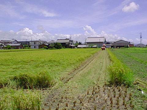 Rice harvesting