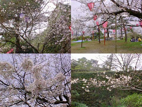 高知城の桜の写真画像