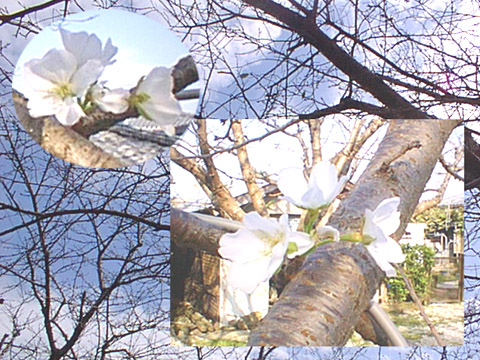 季節外れの桜の写真画像