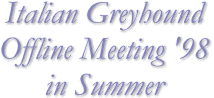 Italian Greyhound Offline Meeting