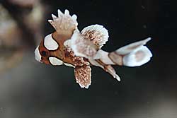 チョウチョウコショウダイyg