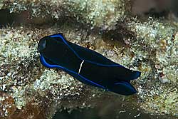 アオフチキセワタガイ