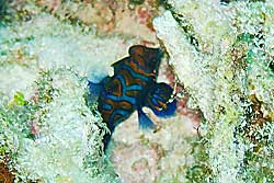 ニシキテグリ