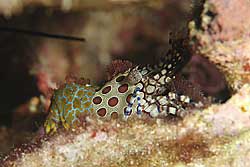 サンゴモエビ属の1種