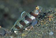 fleckled shrimpgoby