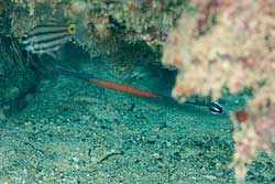 Janss' pipefish