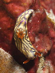 Hypselodoris nigrostriata