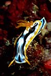 クドモドリス・ストリガタ
