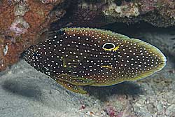 シモフリタナバタウオ