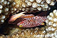 アカホシサンゴガニ抱卵中
