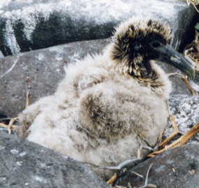 �A�z�E�h��