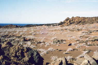 �o���g������