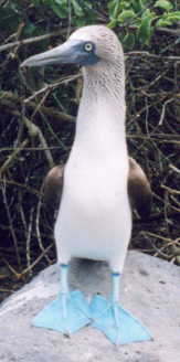 �A�I�A�V�J�c�I�h��