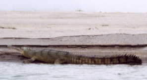 �{�[�g�T�t�@��