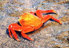 �C���g�r�K�j