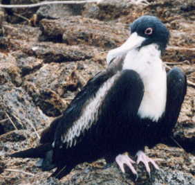 �I�I�O���J���h��