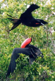 オオグンカンドリ