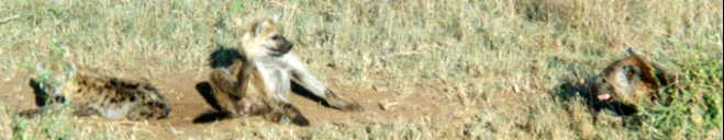 �u�`�n�C�G�i