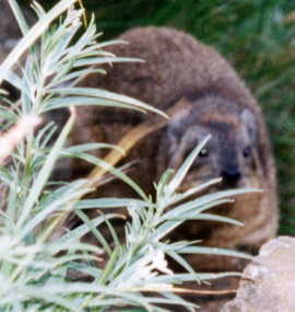 �n�C���b�N�X