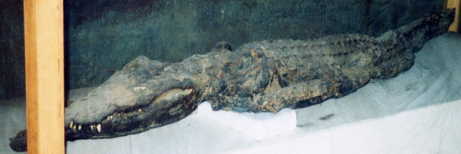 ���j�̃~�C��