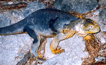 ���N�C�O�A�i