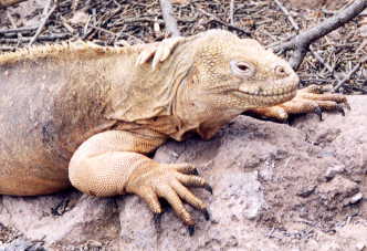 ���N�C�O�A�i