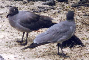 ���E�K���J����