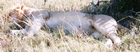 ���C�I��