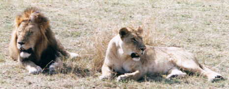 ���C�I��