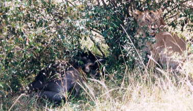 ���C�I��