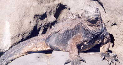 �E�~�C�O�A�i