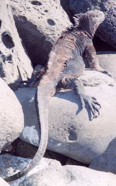 �E�~�C�O�A�i