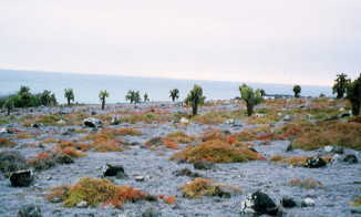 �v���U��